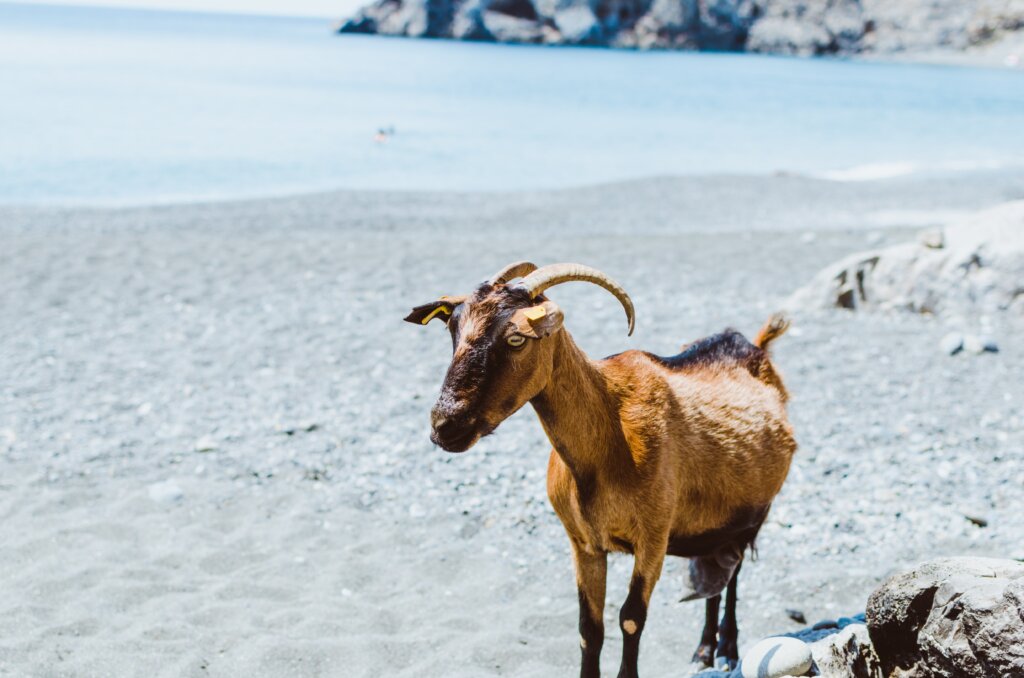 wild goat in Crete