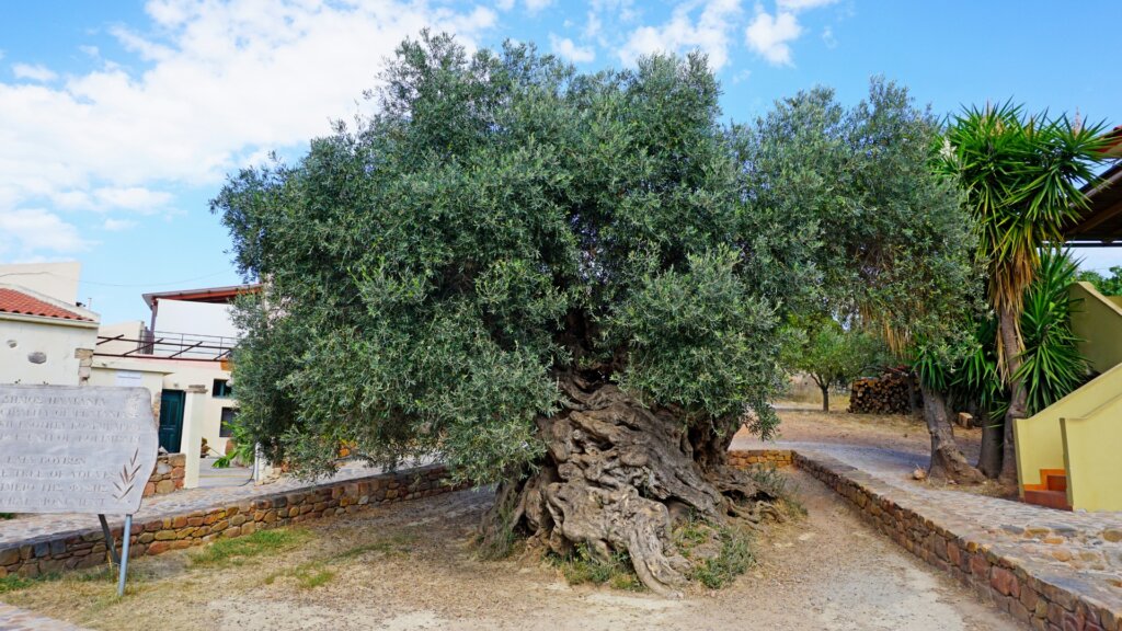 the oldest tree in Vouves village